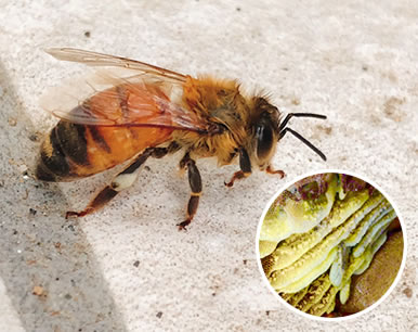 ミツバチ退治料金